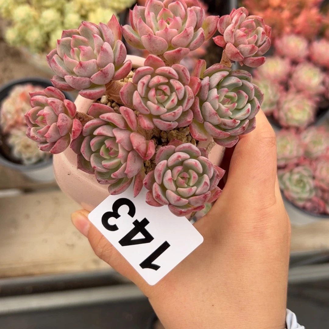 是***啦143 多肉植物组合盆栽