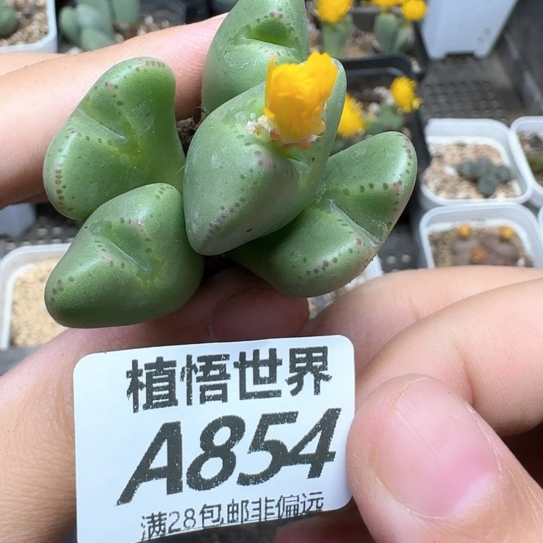 多肉植物的人生fgbn