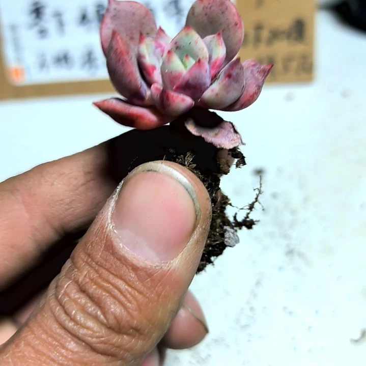 满6元包邮，血斑小鱼俩颗