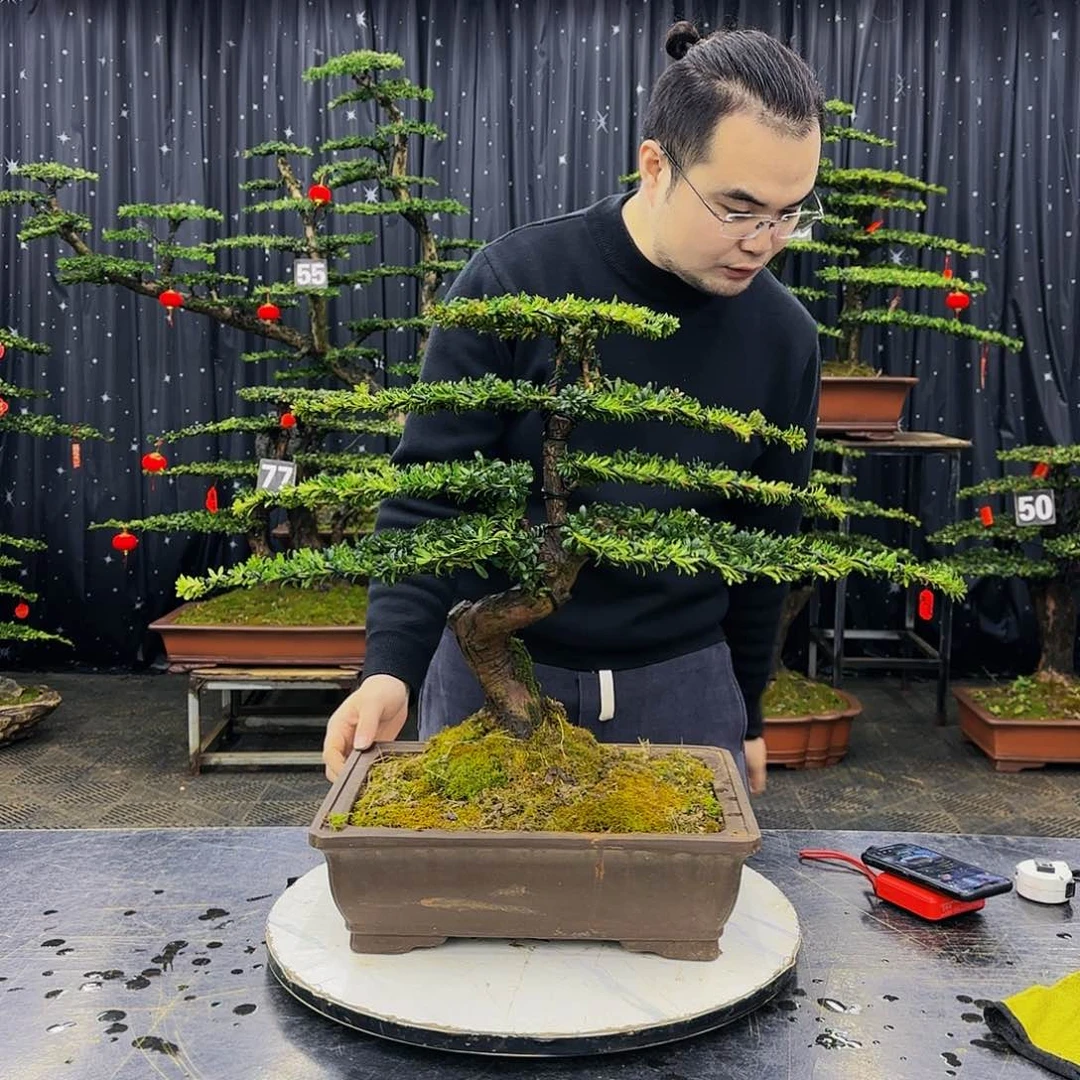 松树柏树造型盆景