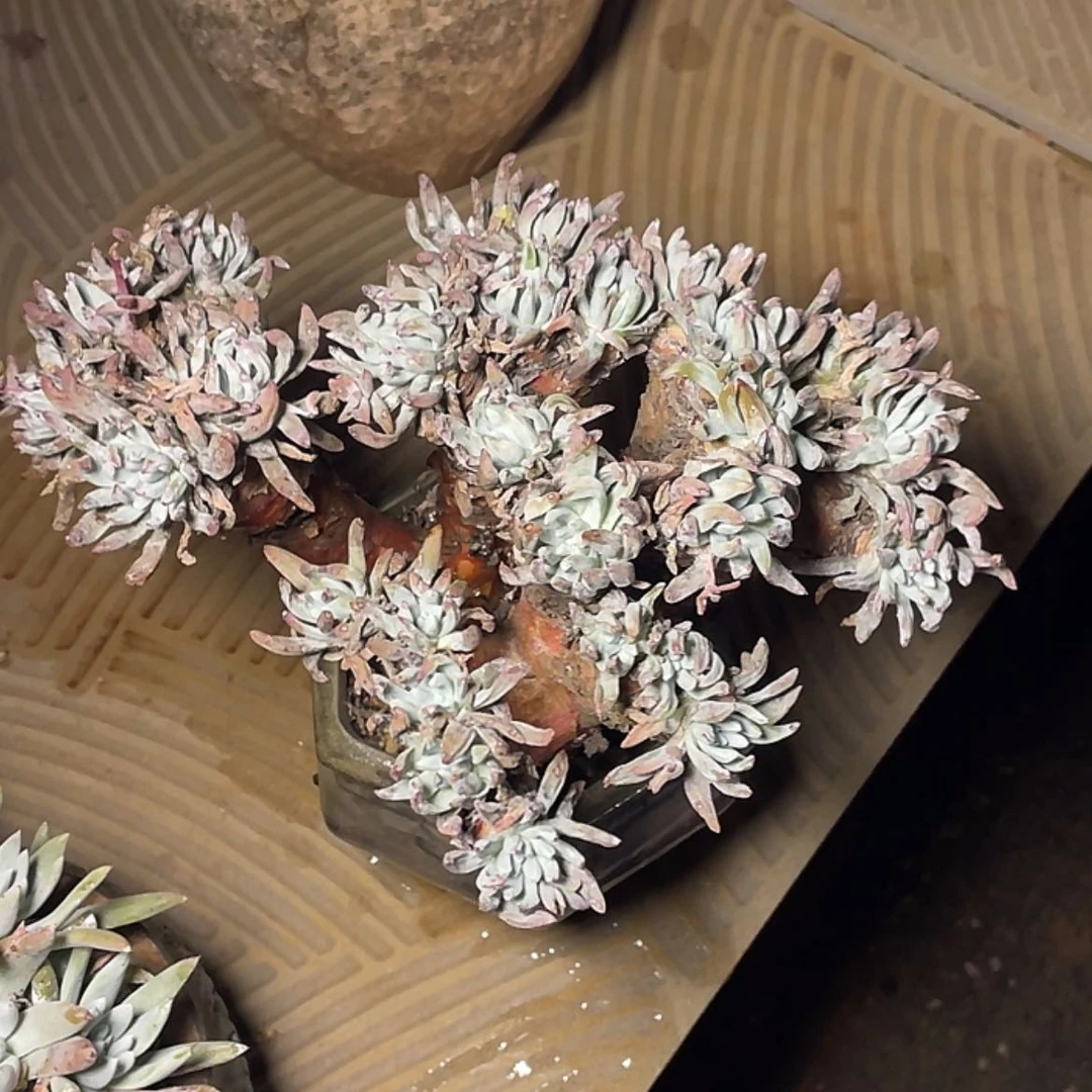 【闪购商品】J****r雪花老庄