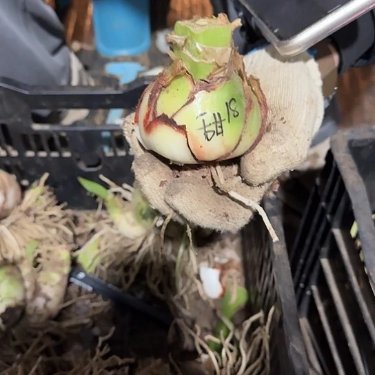 甜蜜丑球18号 开花包对版