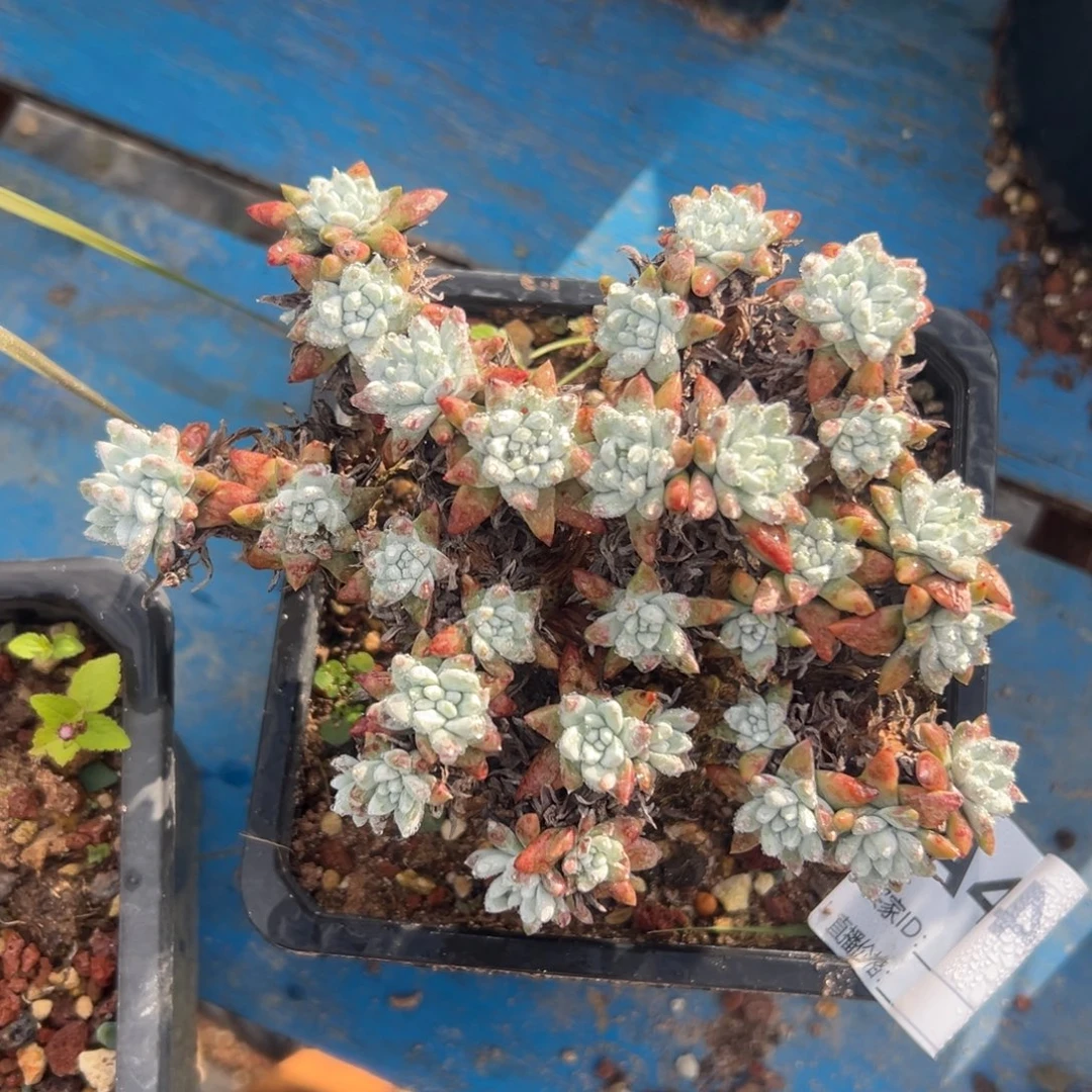 美丽白菊～粗腿微瑕434