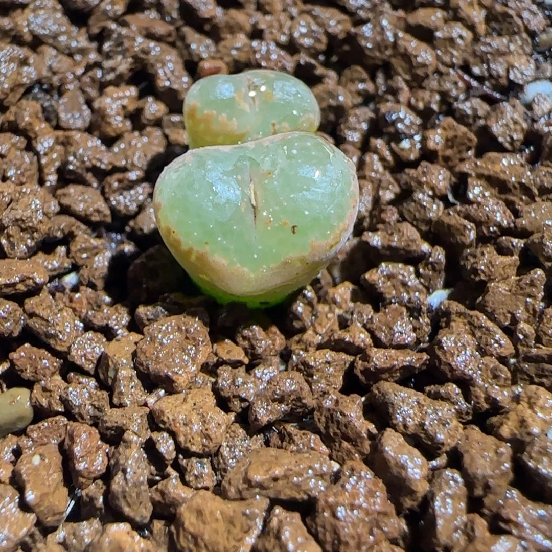 肉锥多肉植物组合-泡泡勋424