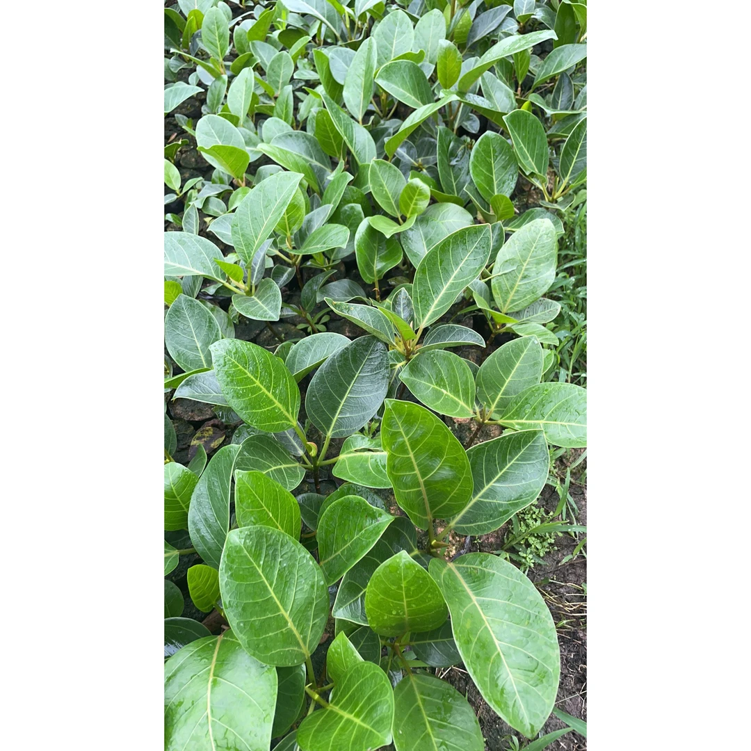 正宗高山榕树苗吸水石小叶榕树苗大叶榕小苗庭院绿化盆景地栽植物