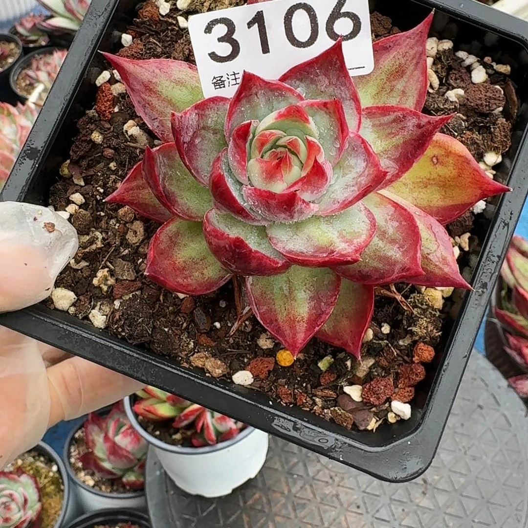 白***桦惊鸿仙子 3106...........