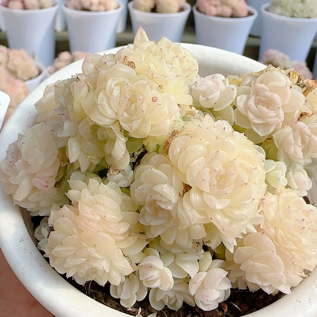 0102-64（m1-202-2）优选