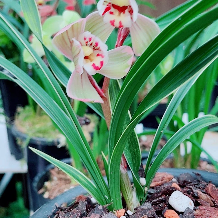 龚***钍完全开放一物一漂亮