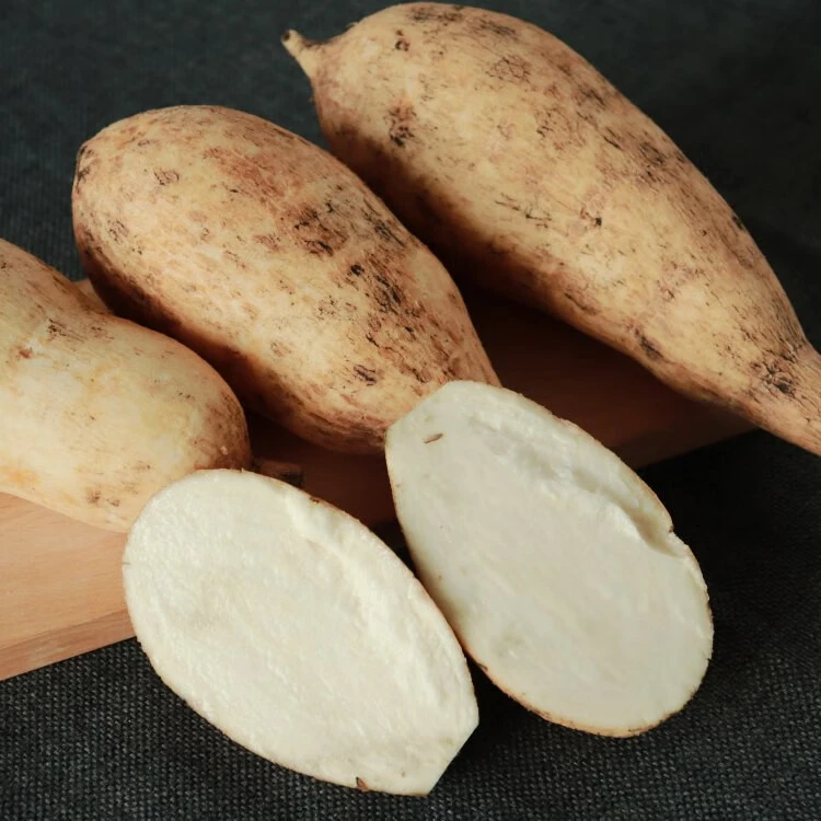 云南德宏芒市-洋丝瓜根