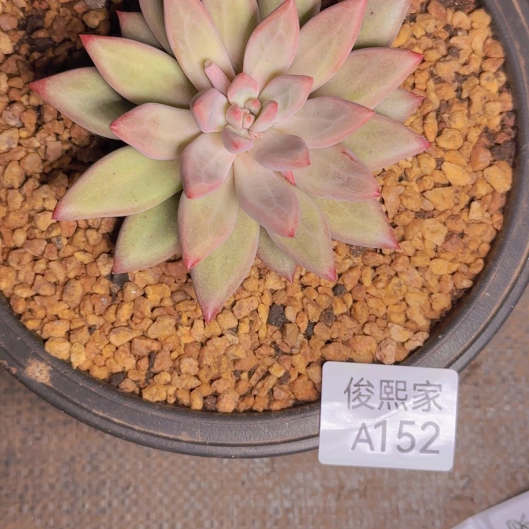 曦**熙蔓寄养A152号1111111111