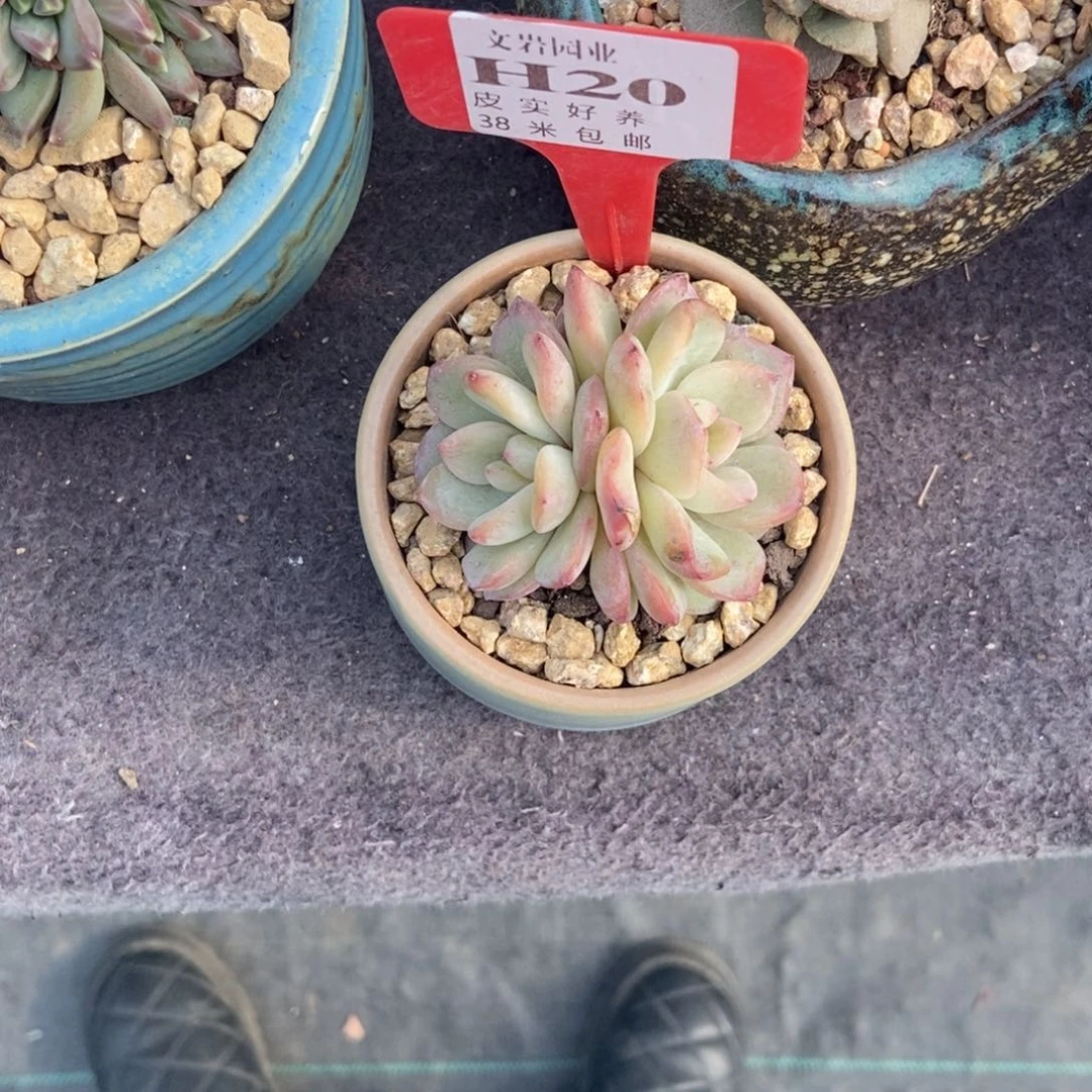 @****多肉植物泡芙11111