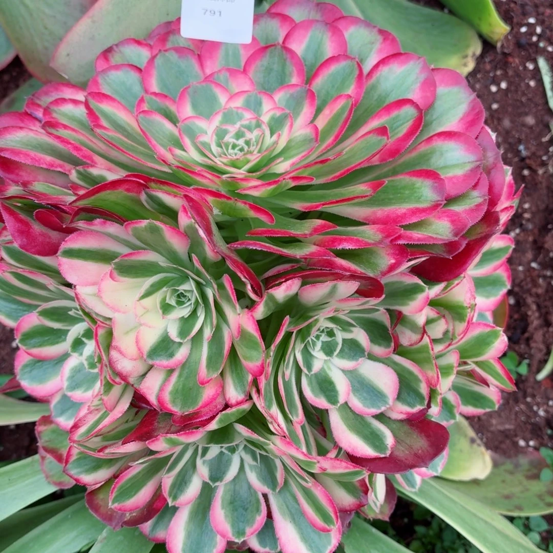 31法师锦多肉791海棠发货