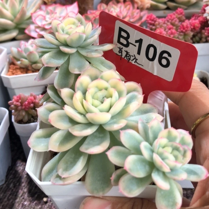草莓冰覆轮锦有根