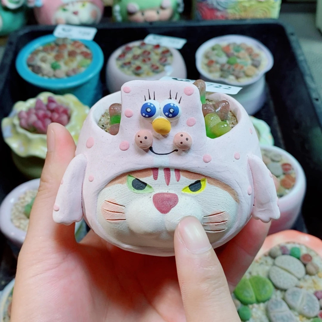 将***秒生石花花花花花花722