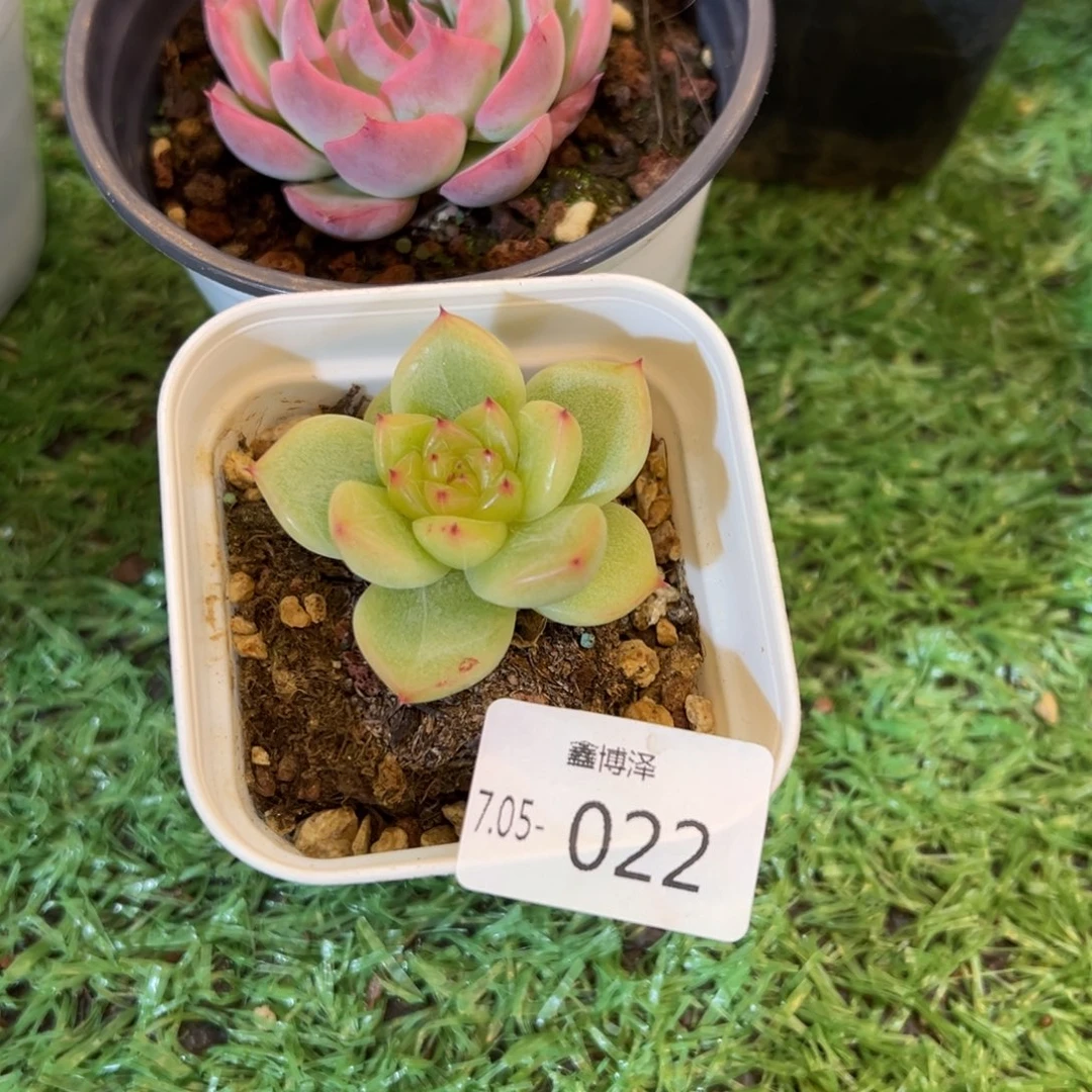 宝***麦定向7.05-022 单头