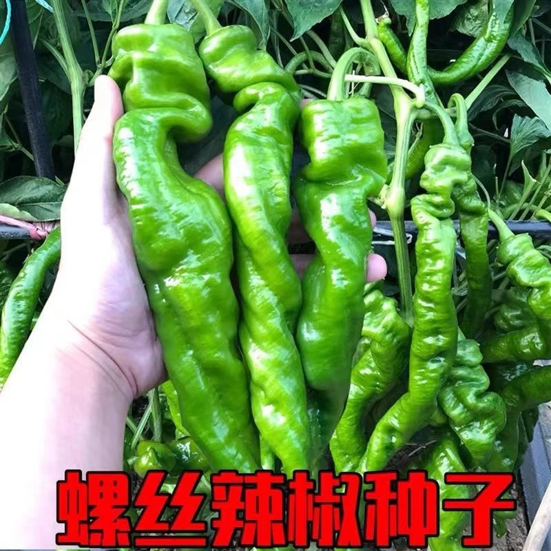 【生菜杨姐推荐】螺丝辣椒种子播种辣椒植株育苗