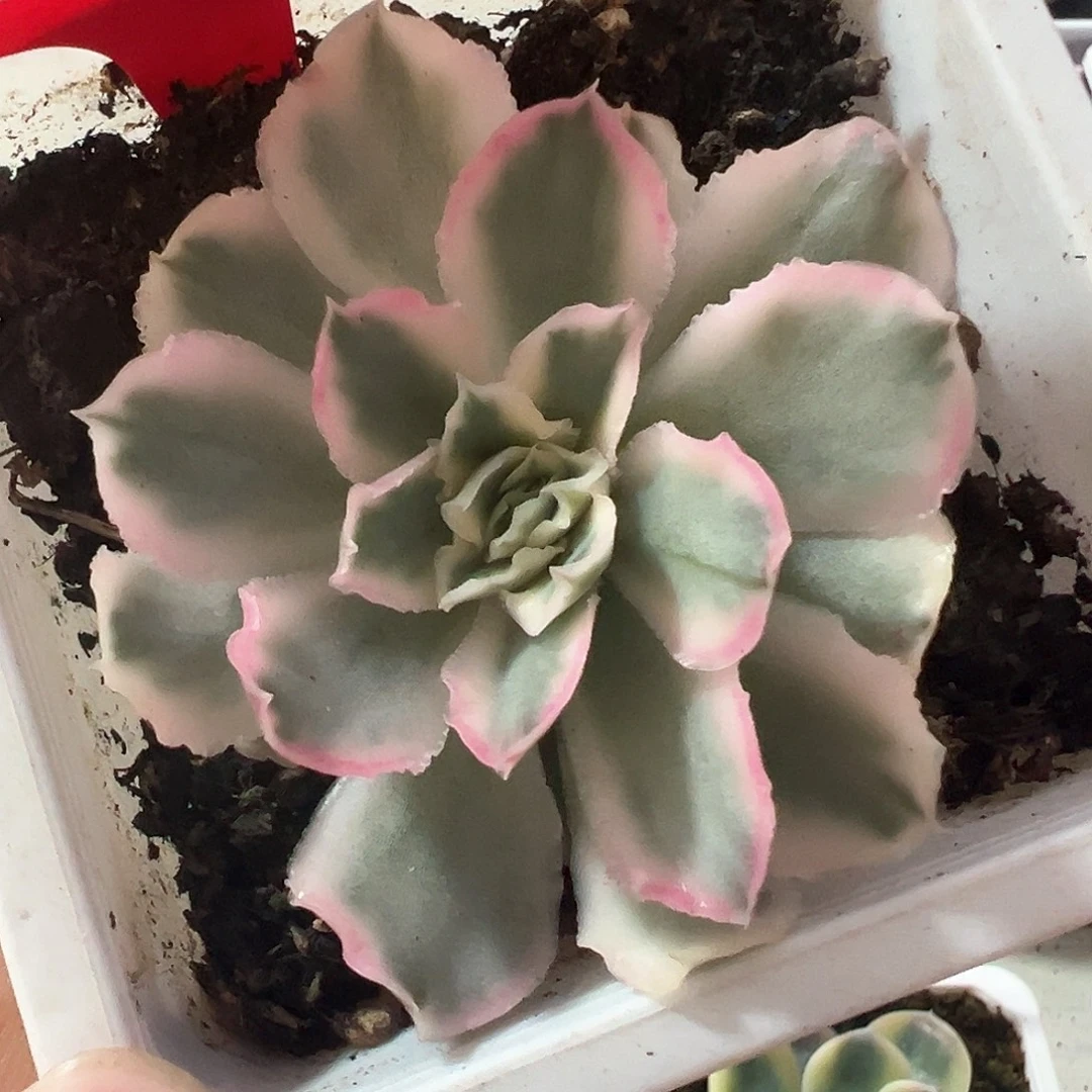 1903号紫蝴蝶锦多肉