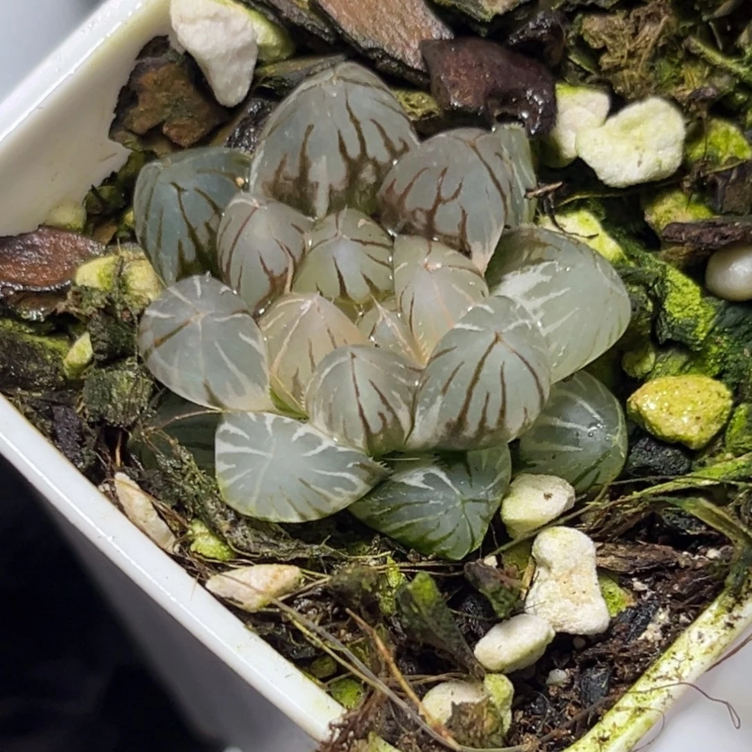 恭喜发财大吉大利0310