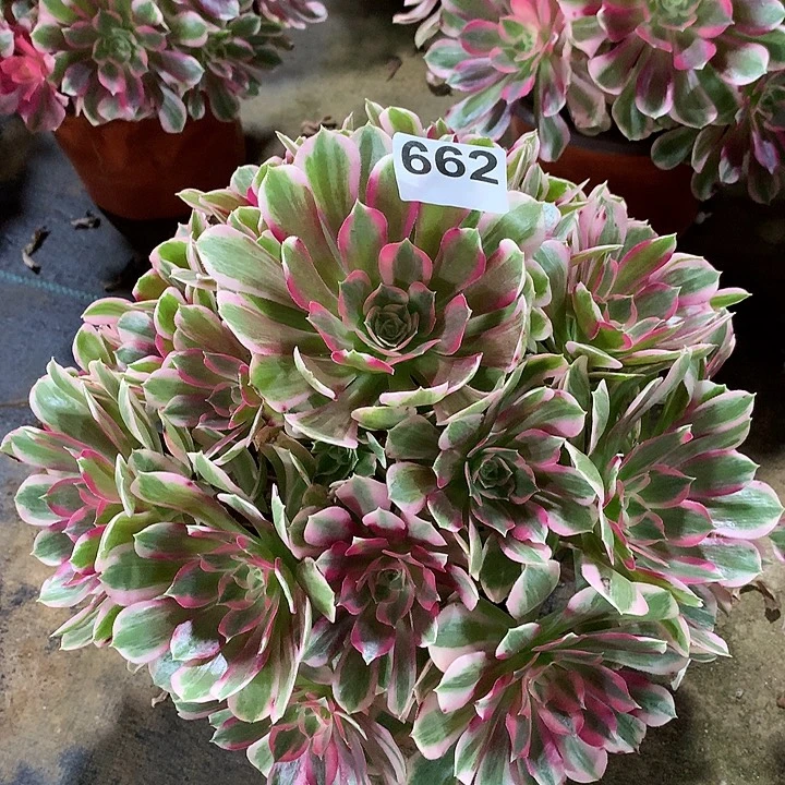 常****法师男神66200000