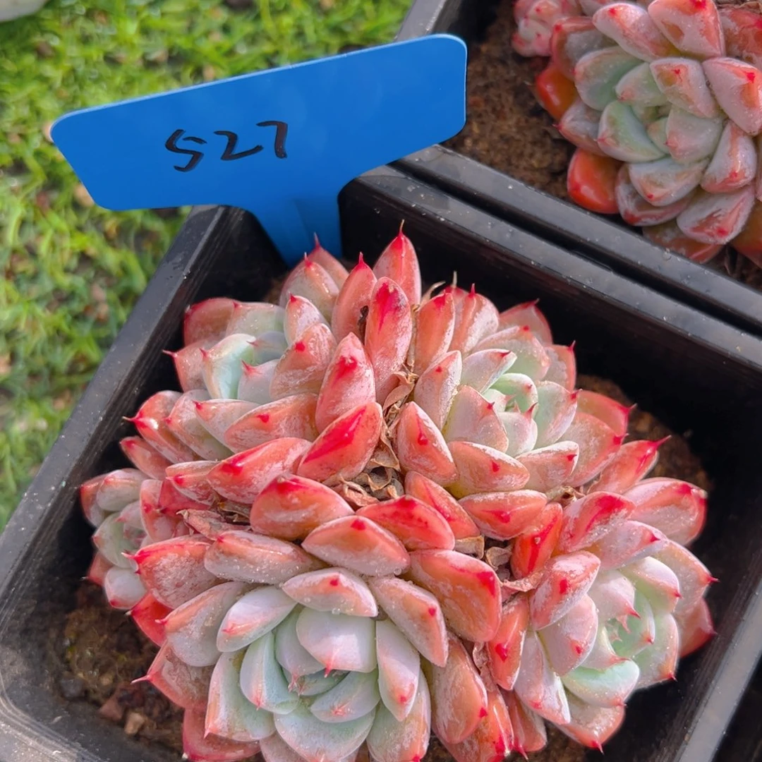 福利来啦打榜啦打