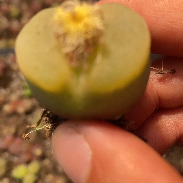 770大肉窗一颗。