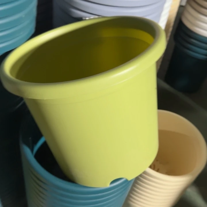 四季5号果绿无托6个有灰的