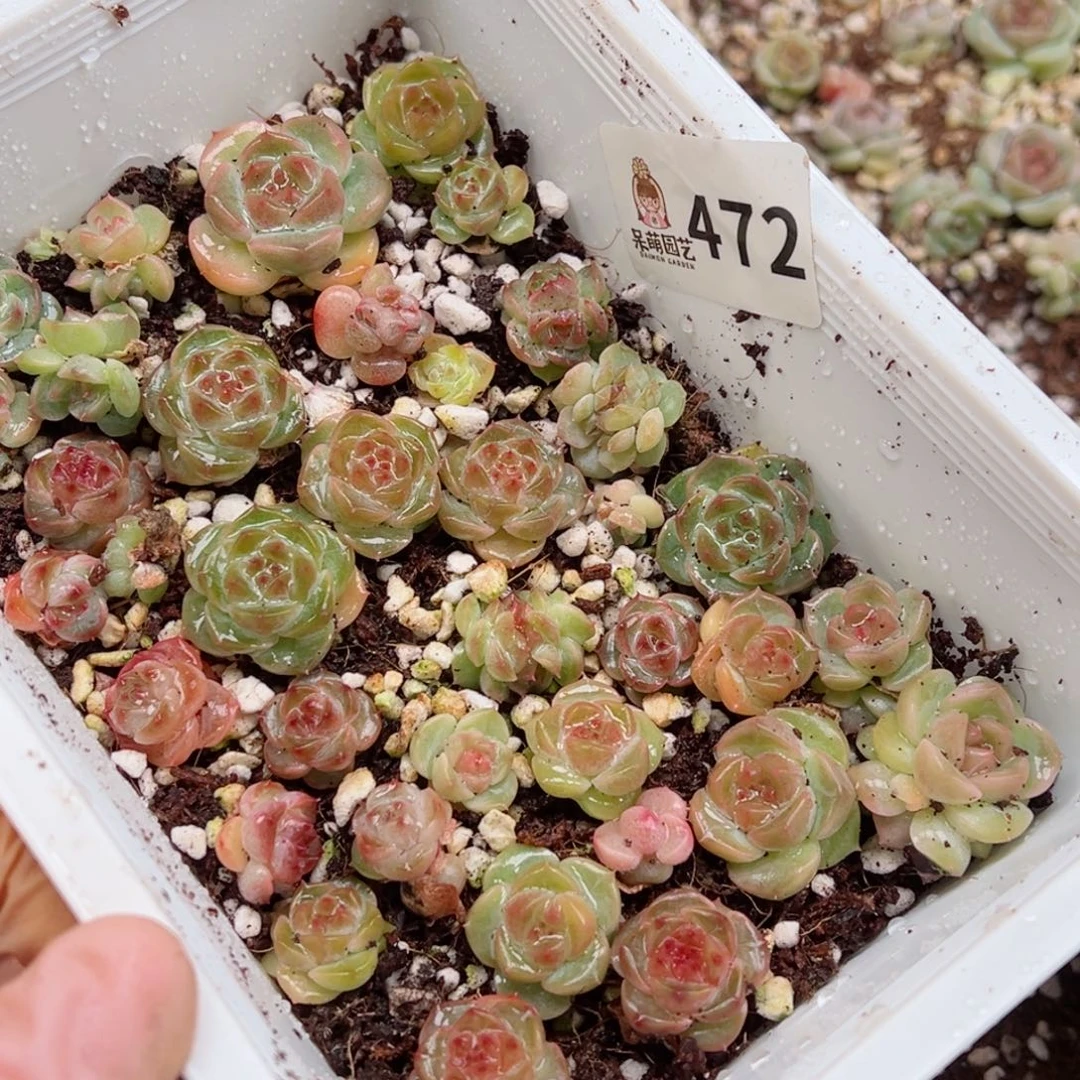 修****?多肉植物多肉植物