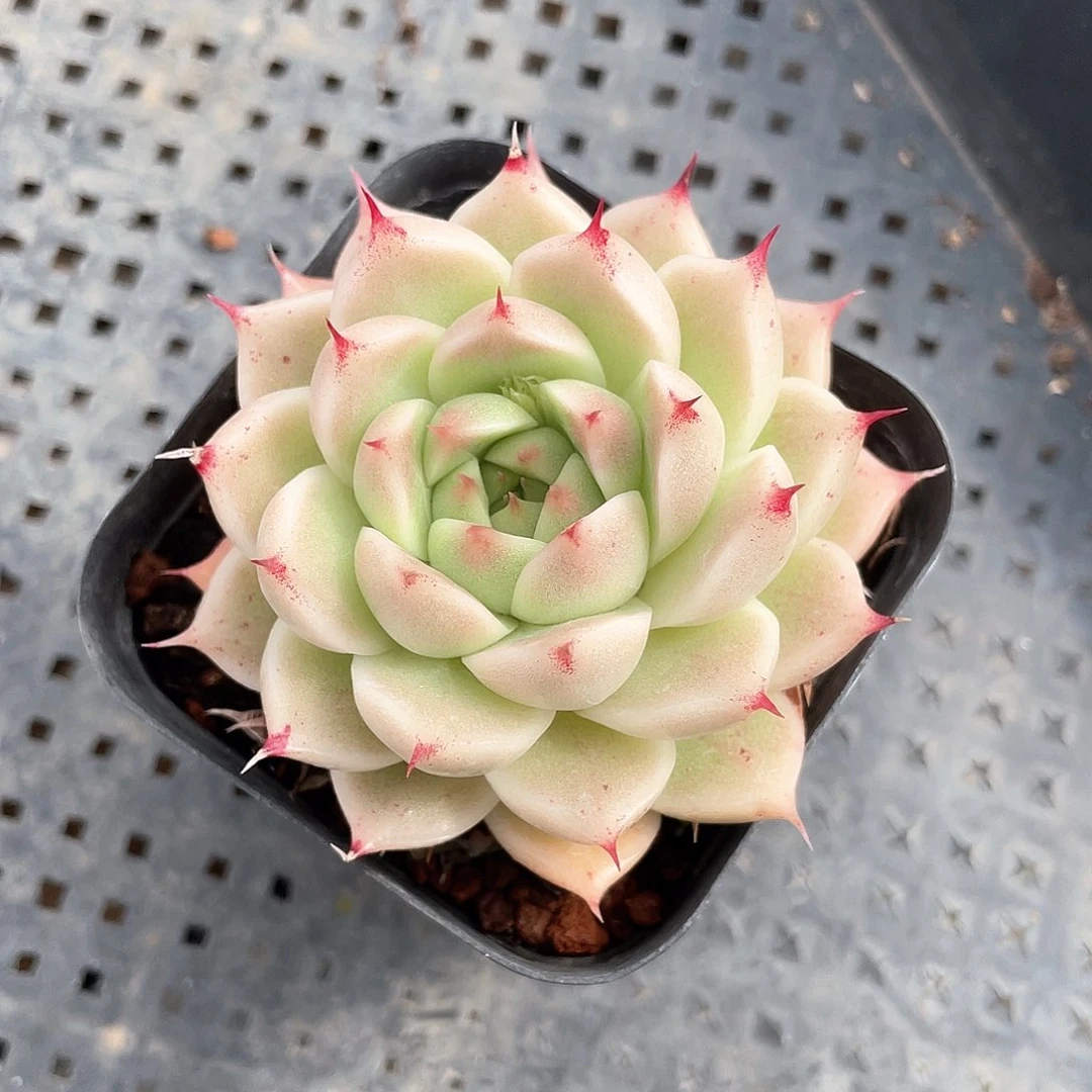 优选麦秆精品846