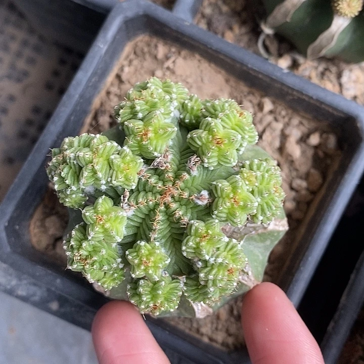 草球接五星花笼群翠绿