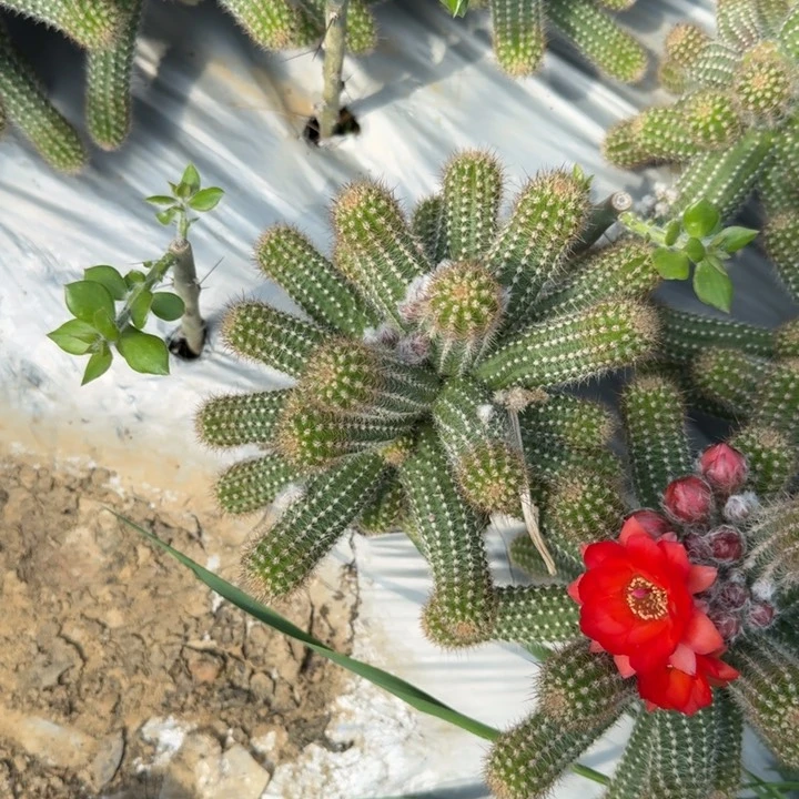 白檀仙人掌白檀侧芽一个