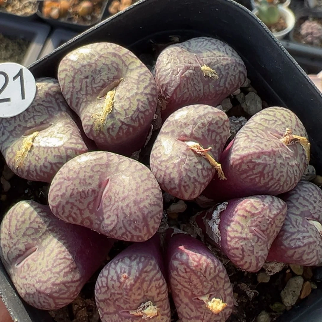 多肉植物111111111111111