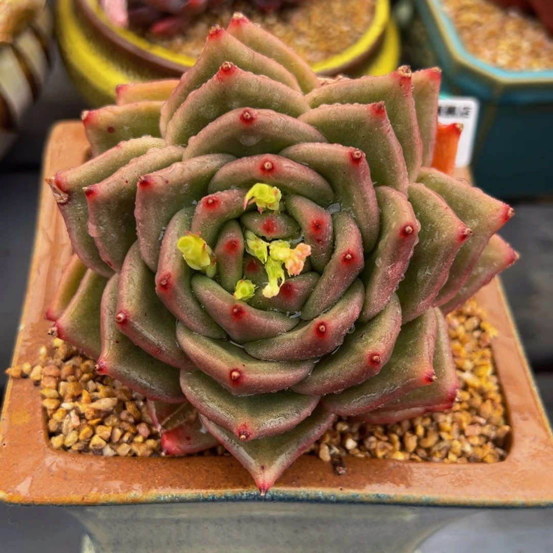 随*?从前慢多肉精选编号0224.20