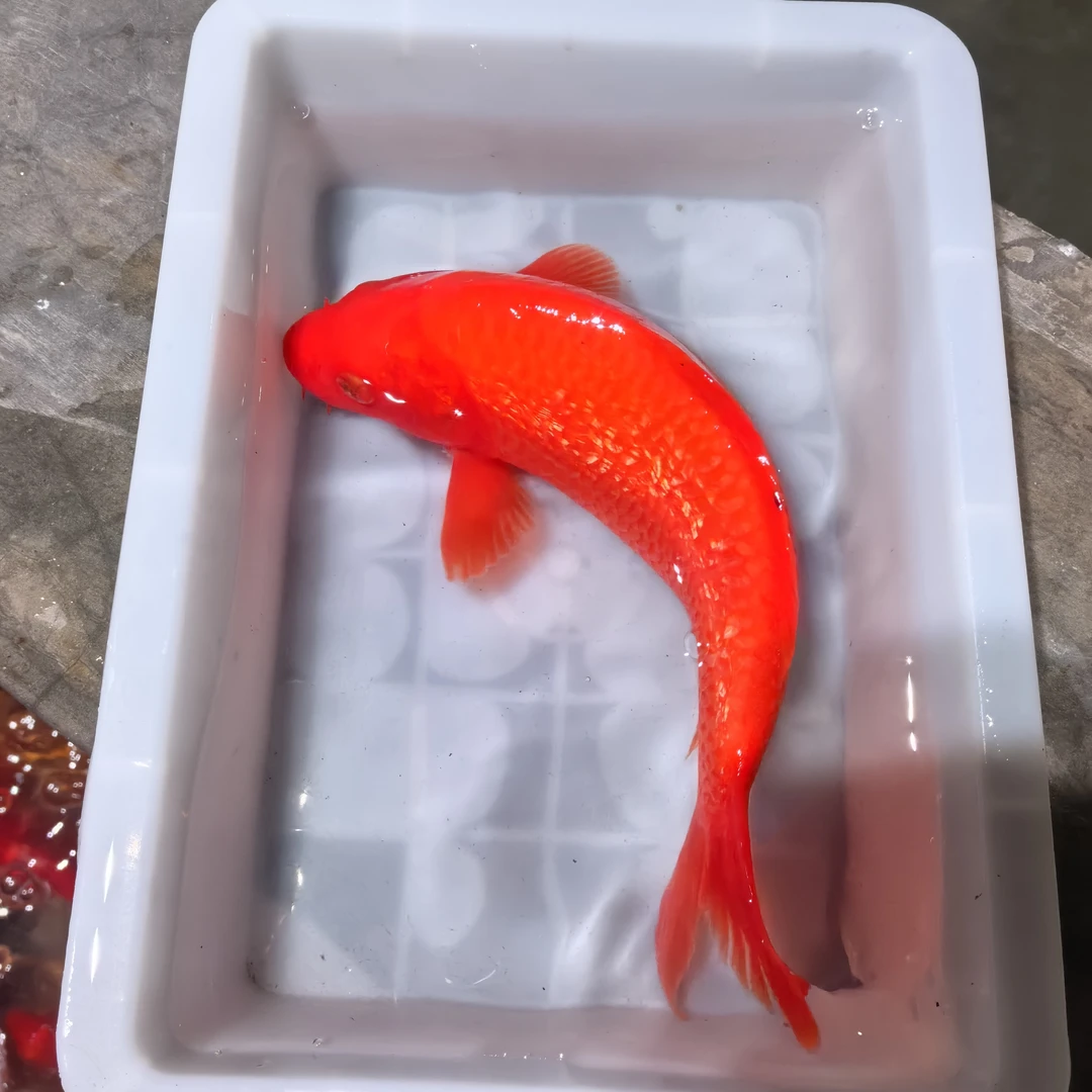 20-25公分精品血统松江火鲤一条（个别黑点，建议勿拍）