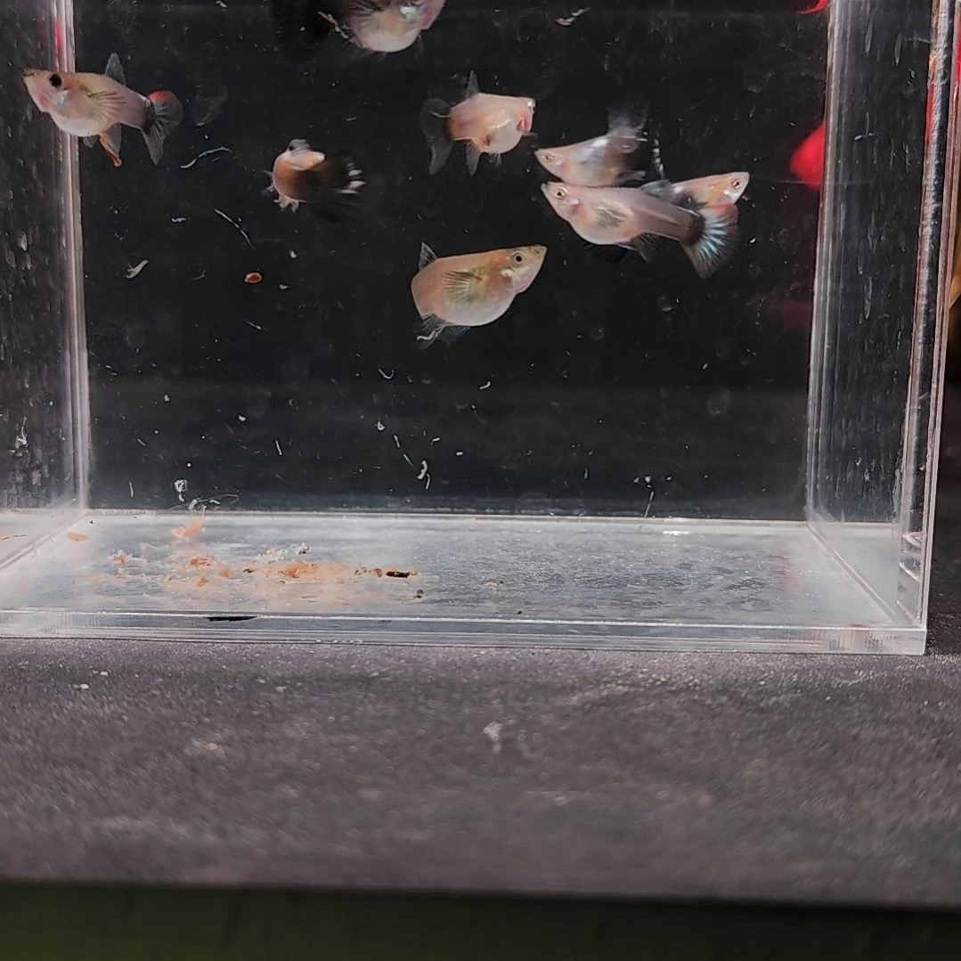 孔雀鱼编号41金花短球