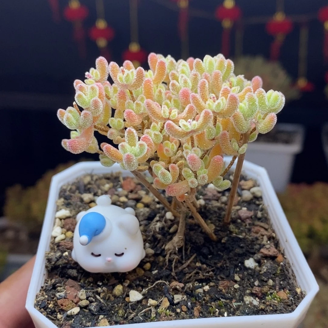 84号优选冰晶枝干多肉