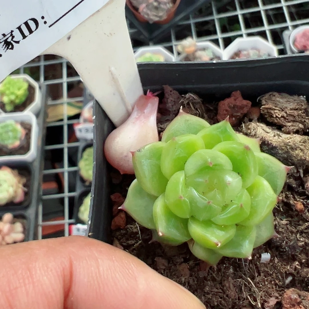 094绿透珍妮十八包邮