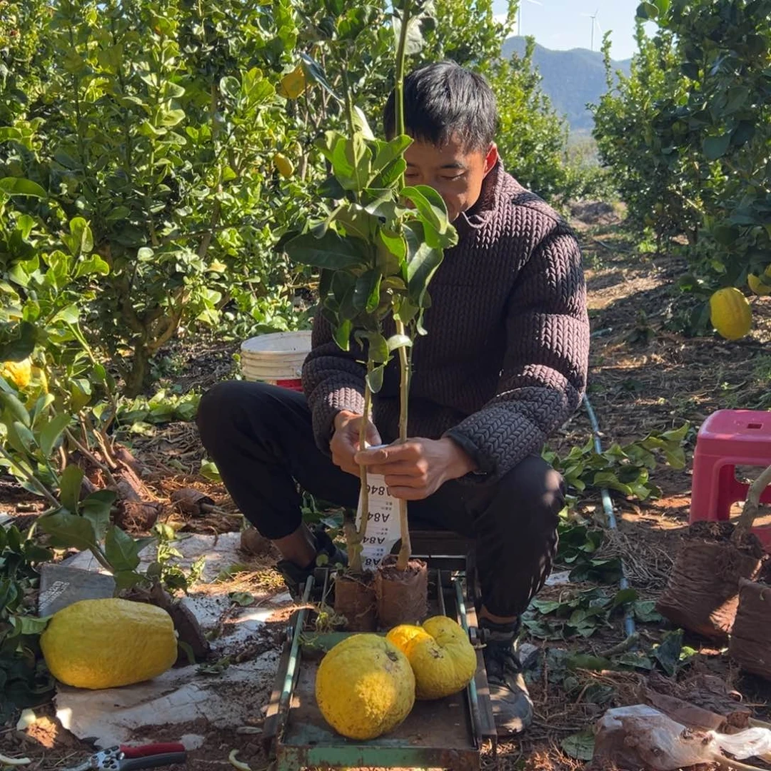 樱***女当前无花朵，栽培后可花朵844.845两颗