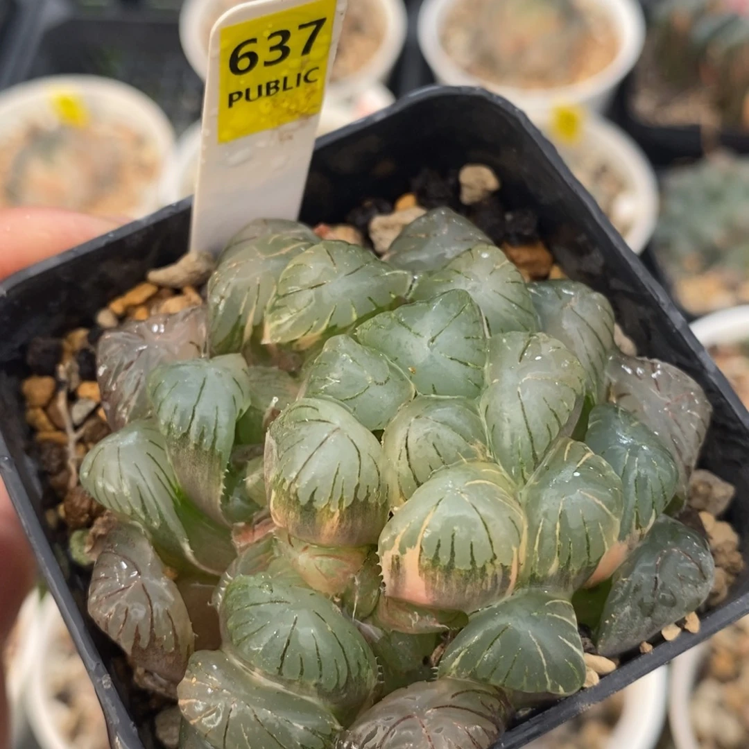 不开花植物637玉露