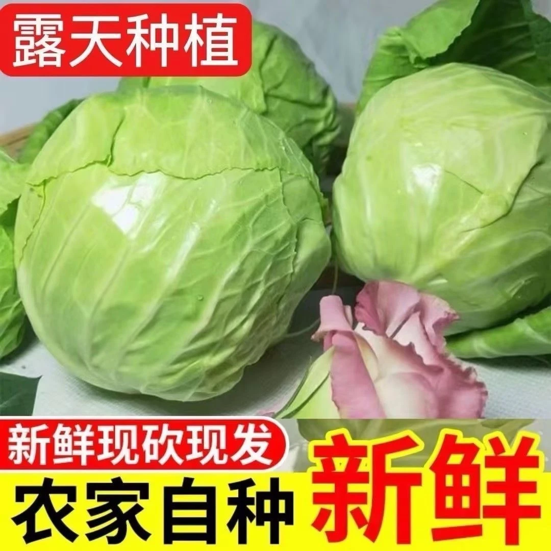 新鲜现摘贵州莲花白青绿色甘蓝包菜沙拉食材清甜可口孕妇蔬菜农家