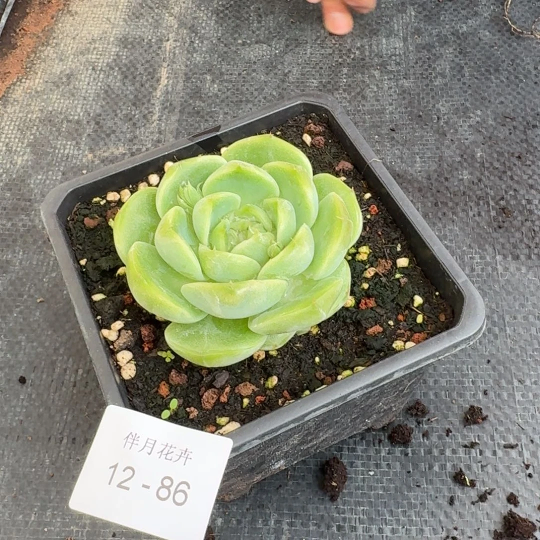 没状态绿翡翠珍妮一刻量拍12-86