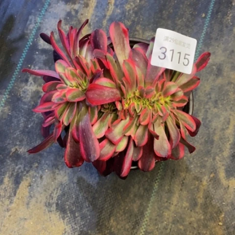 美杜莎多肉植物3115