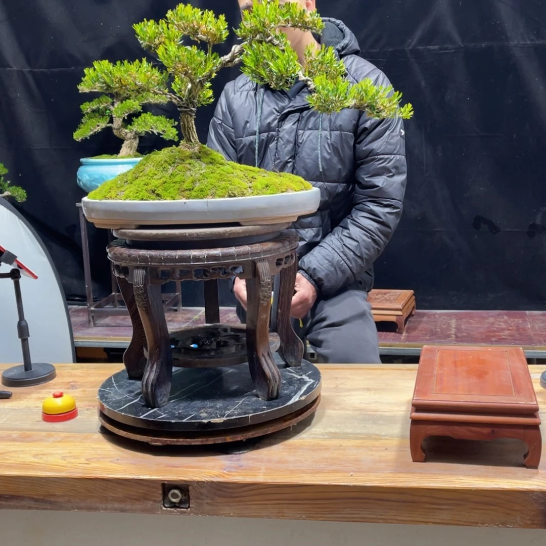 黄杨老桩盆景四季常青