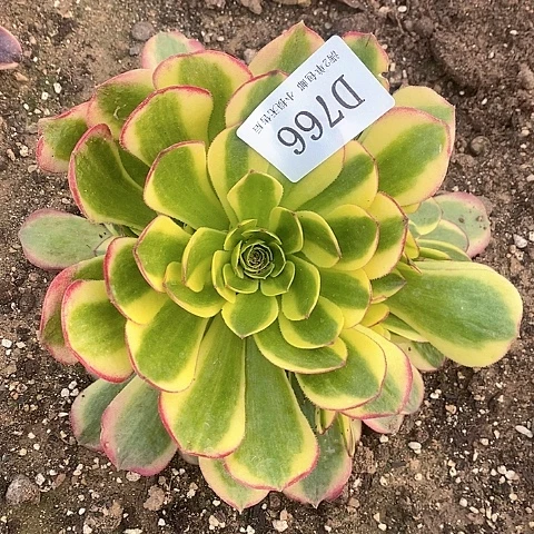 766水中月多肉法师