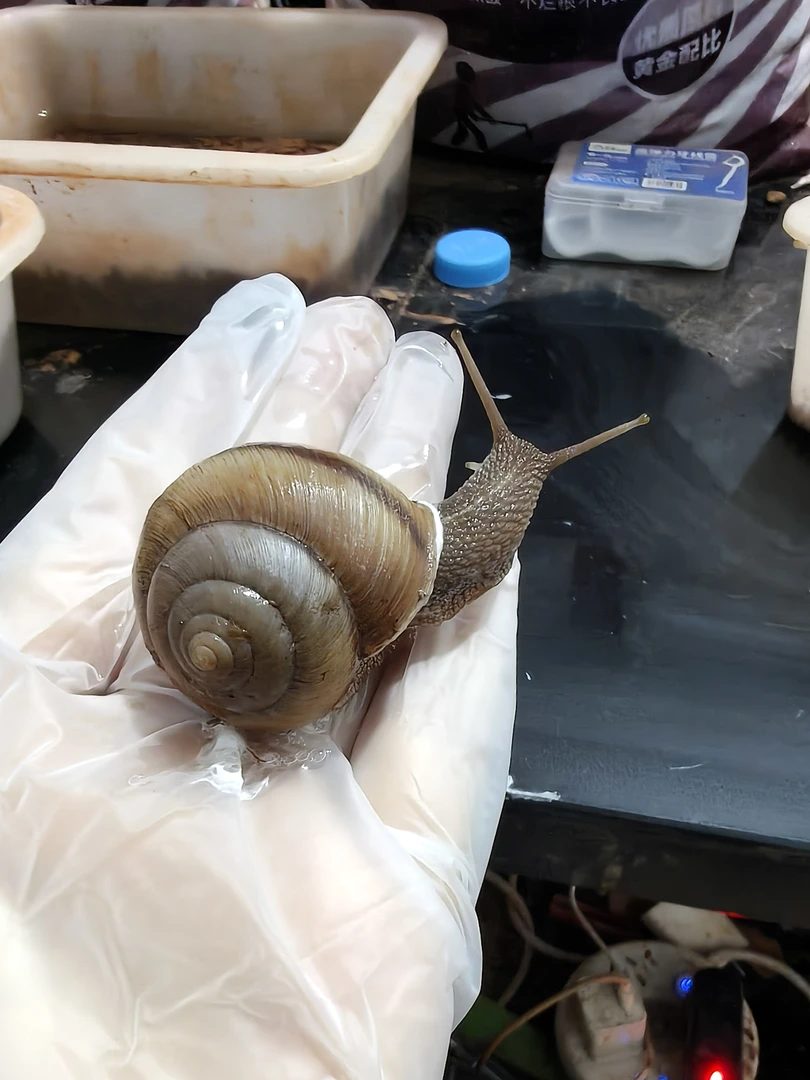 鞭巴蜗牛蜒蚰螺天螺宠物饲养小学生观察日记