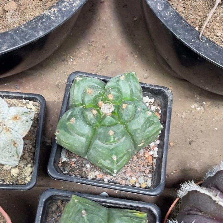 仙人球开花仙人球上