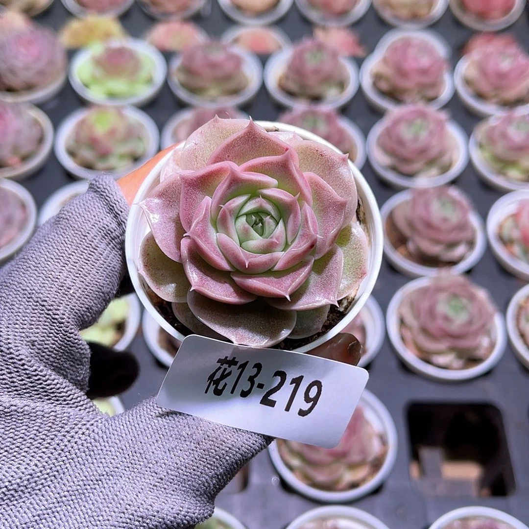 花13-219霜瓷单头