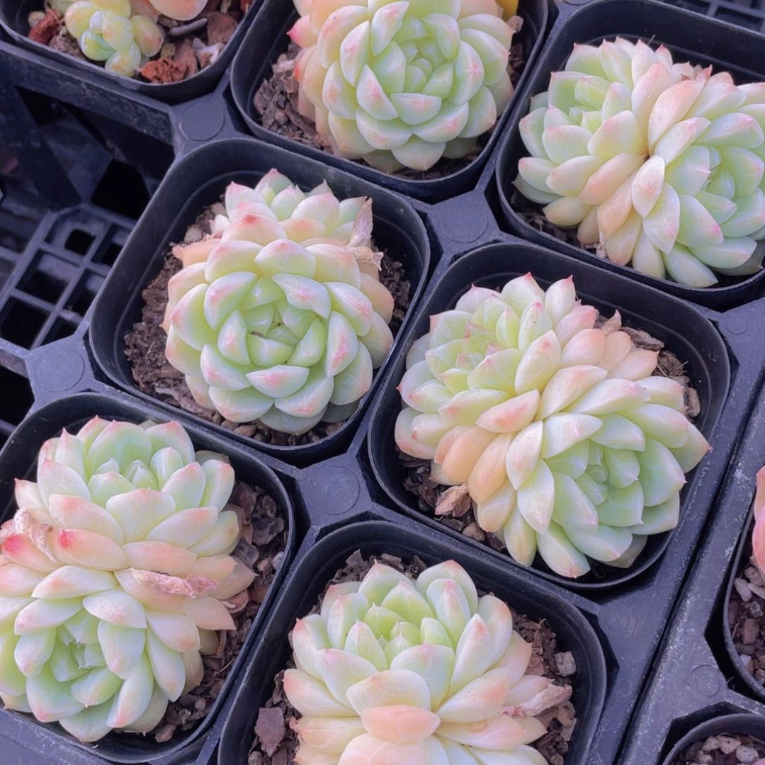 1210号 冰心珍妮白桃汽水一个