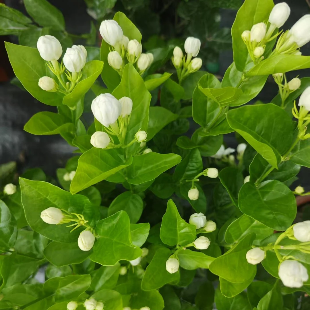 ［福利茉莉］带花苞重瓣茉莉花盆栽浓香型花卉绿植原盆原土适合室内