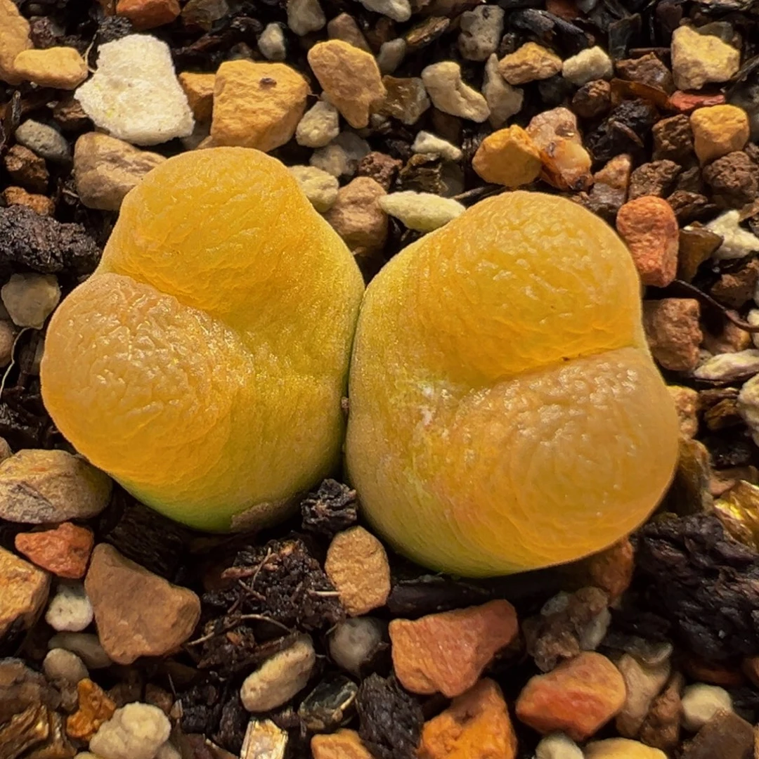 54多肉植物百科植物