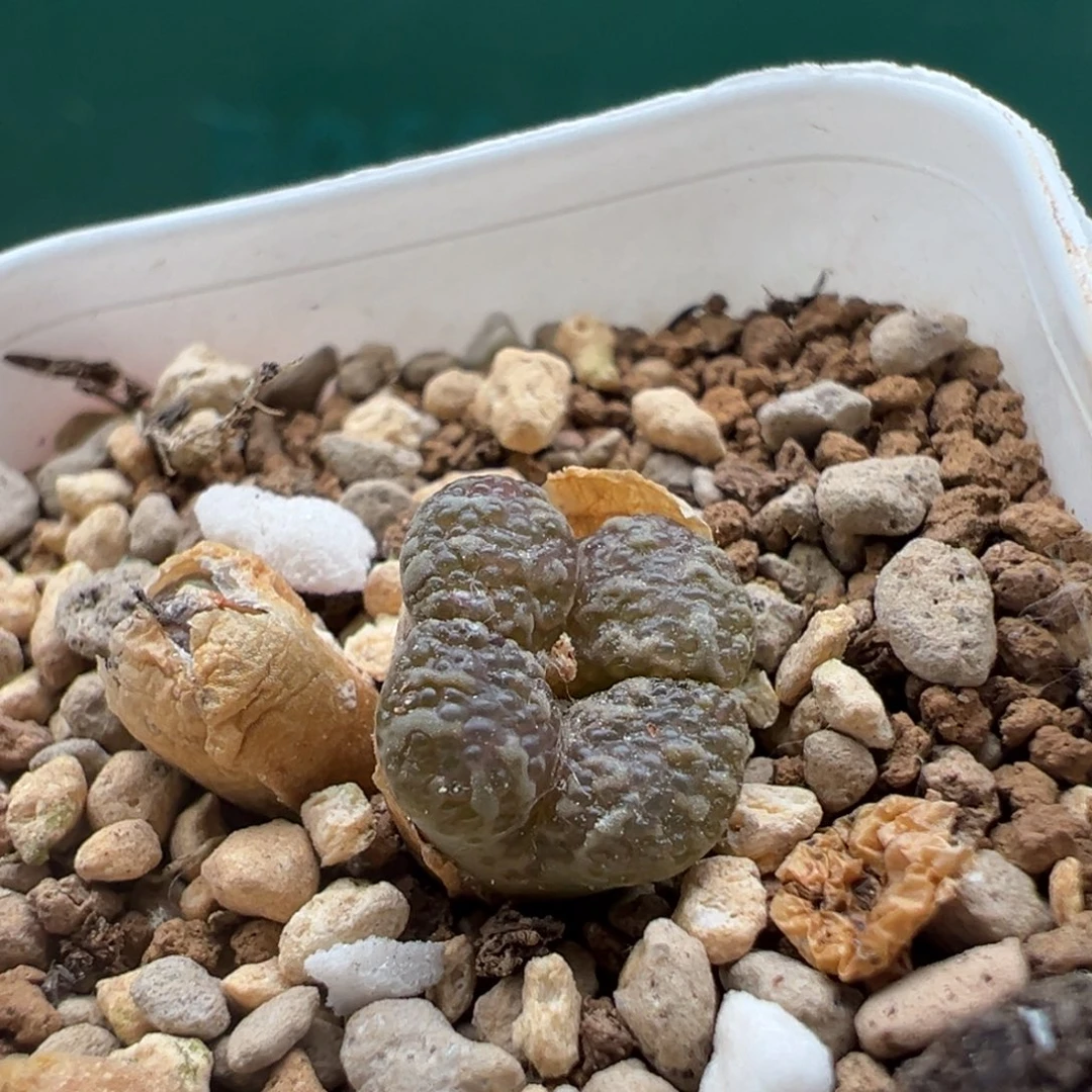 用***1907。 福利。 特特。